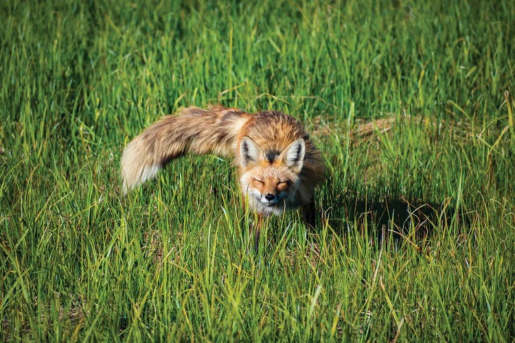 Red Fox Morning Meadow by Christopher Thomas wall art