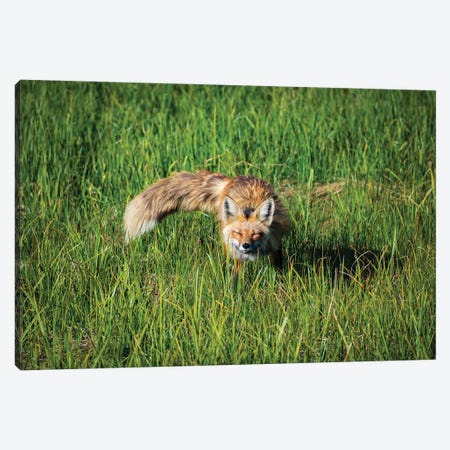 Red Fox Morning Meadow Canvas Print #CPH109} by Christopher Thomas Canvas Art Print