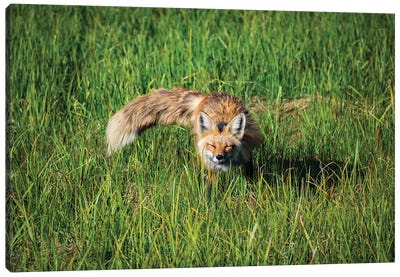Red Fox Morning Meadow Canvas Art Print - Christopher Thomas