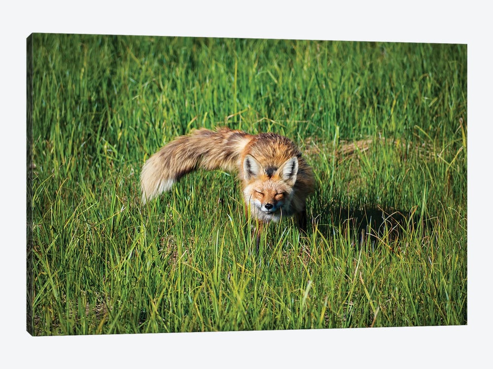 Red Fox Morning Meadow by Christopher Thomas 1-piece Canvas Art