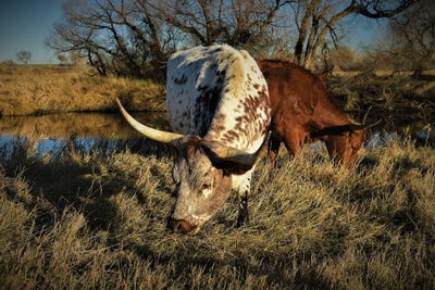 Riverside Longhorns by Christopher Thomas canvas print