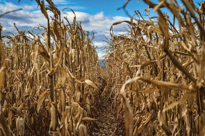 Season's End by Christopher Thomas framed canvas print