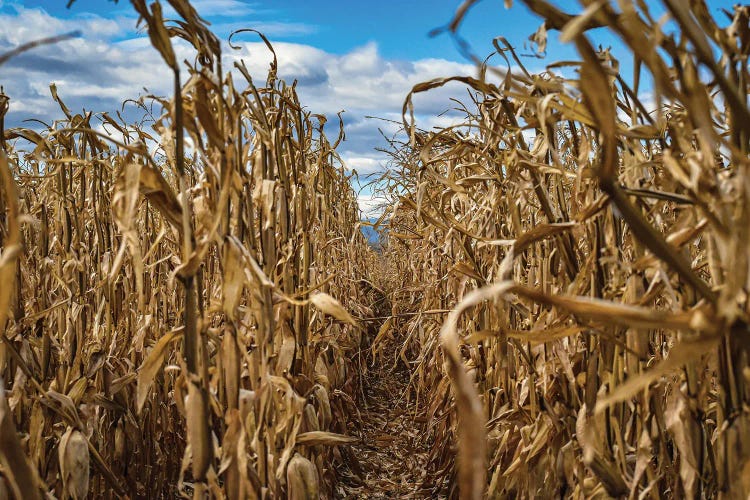 Season's End by Christopher Thomas wall art