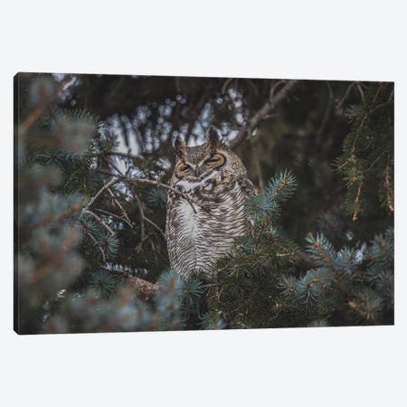 Snoozing Great Horned Owl Canvas Print #CPH121} by Christopher Thomas Canvas Art Print