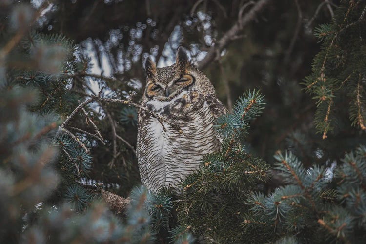 Snoozing Great Horned Owl