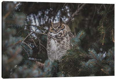 Snoozing Great Horned Owl Canvas Art Print - Christopher Thomas
