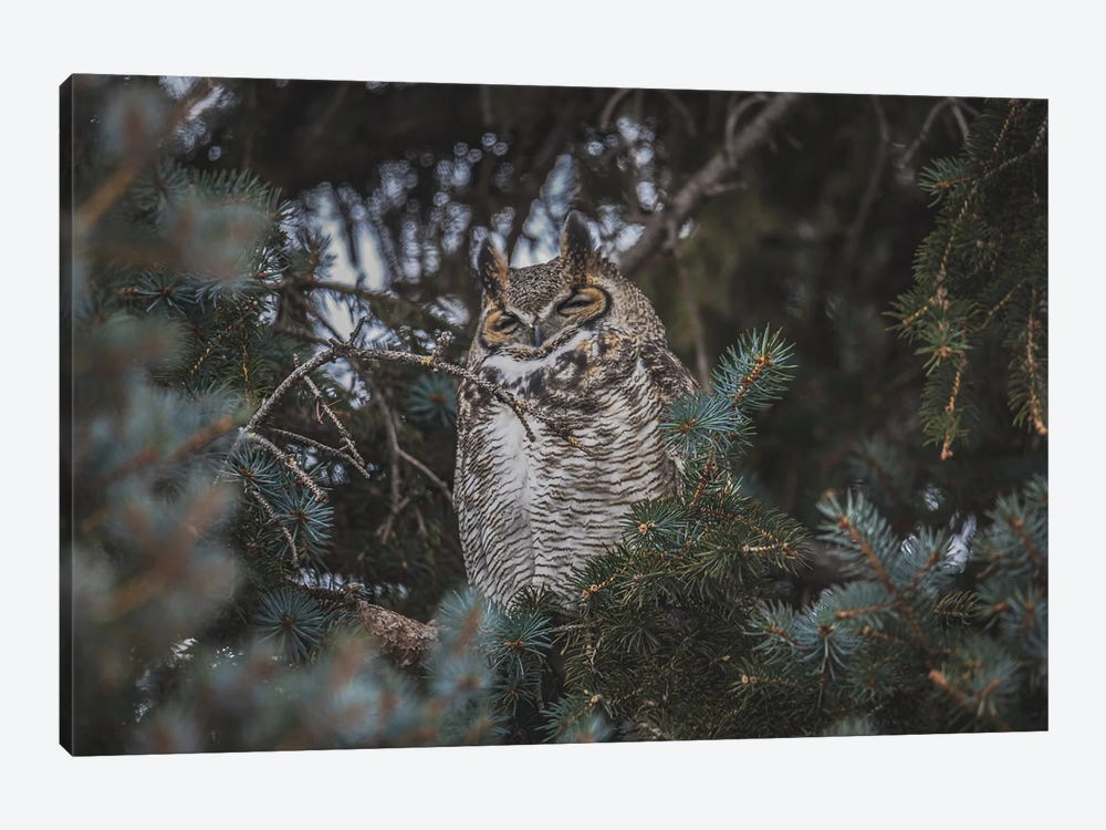 Snoozing Great Horned Owl by Christopher Thomas 1-piece Canvas Art