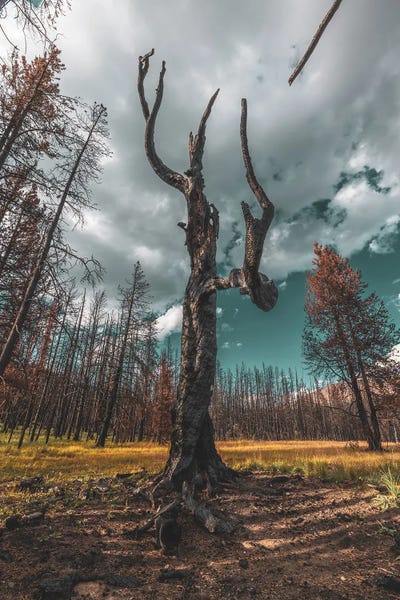 Star Of The Charred Forest by Christopher Thomas framed canvas print