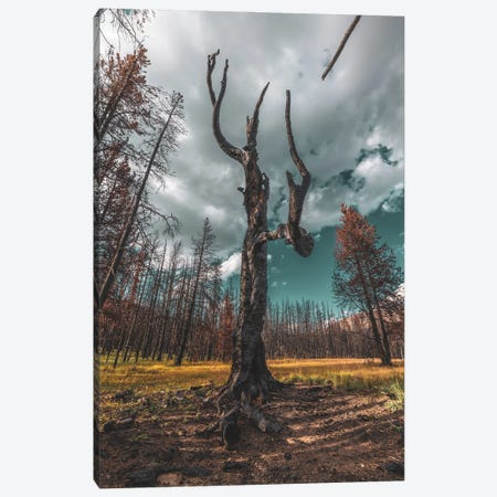 Star Of The Charred Forest Canvas Print #CPH125} by Christopher Thomas Canvas Wall Art