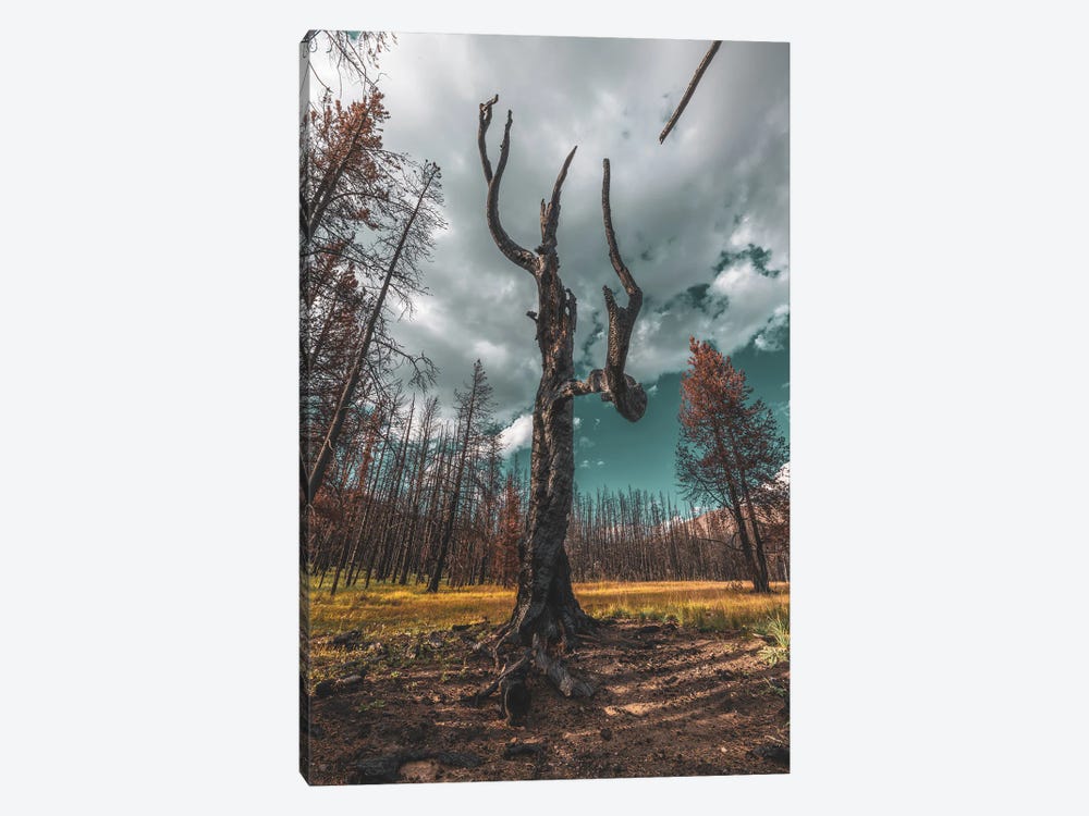 Star Of The Charred Forest by Christopher Thomas 1-piece Canvas Artwork