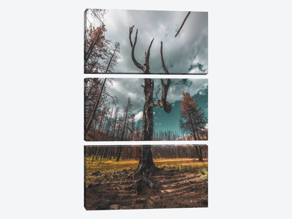 Star Of The Charred Forest by Christopher Thomas 3-piece Canvas Artwork