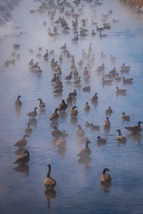 Steamy Canada Geese by Christopher Thomas wall art