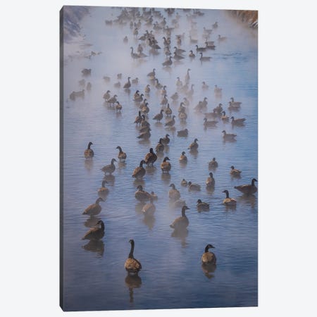 Steamy Canada Geese Canvas Print #CPH126} by Christopher Thomas Canvas Artwork