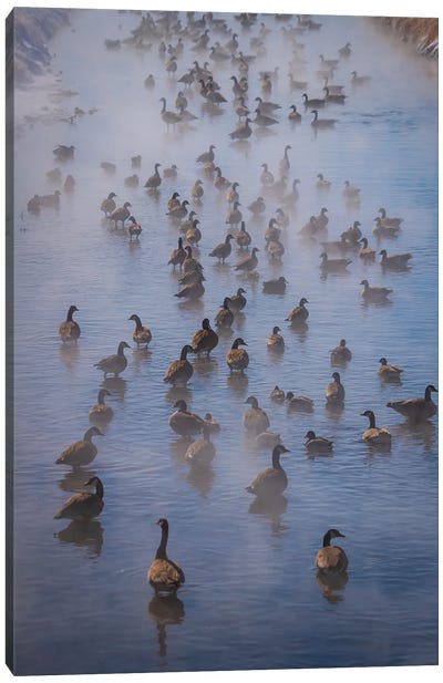 Steamy Canada Geese Canvas Art Print - Goose Art