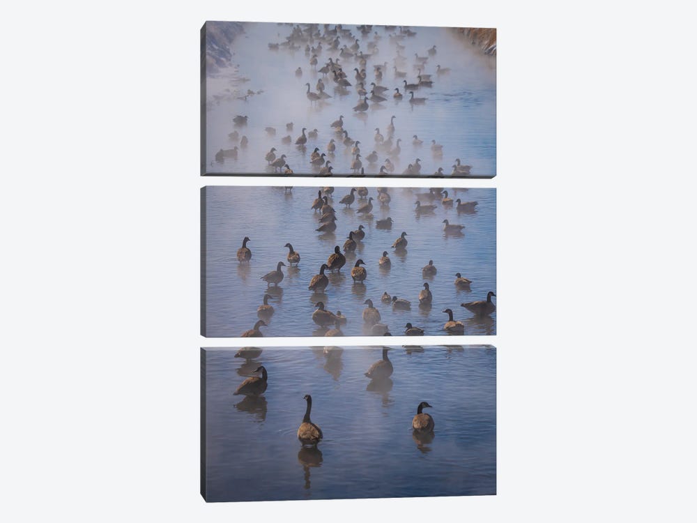 Steamy Canada Geese by Christopher Thomas 3-piece Art Print