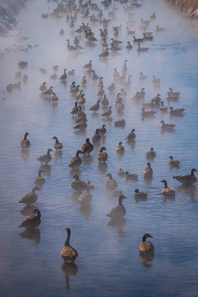 Geese: Steamy Canada Geese by Christopher Thomas