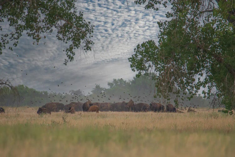 A Glimpse Inside The Herd by Christopher Thomas wall art