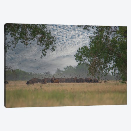 A Glimpse Inside The Herd Canvas Print #CPH12} by Christopher Thomas Canvas Art Print
