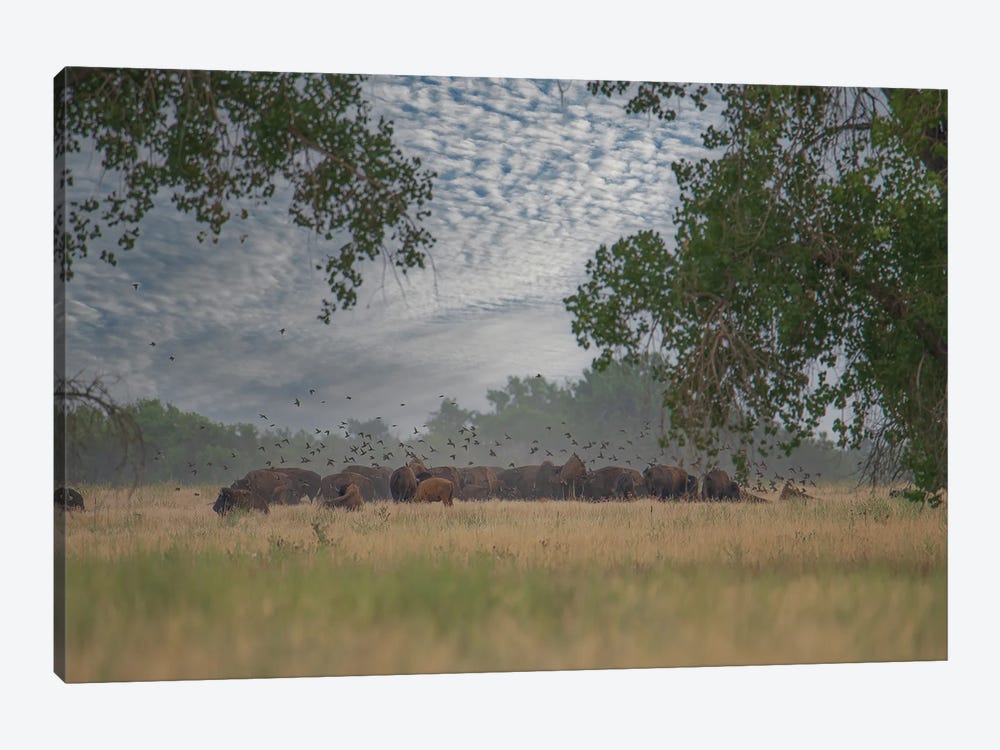 A Glimpse Inside The Herd by Christopher Thomas 1-piece Canvas Art Print