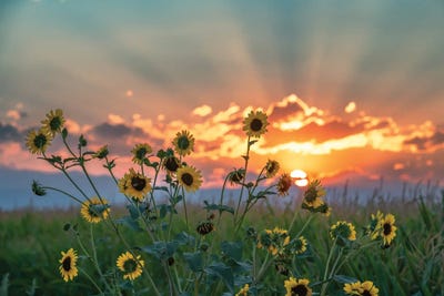 Agland Sunset by Christopher Thomas canvas print