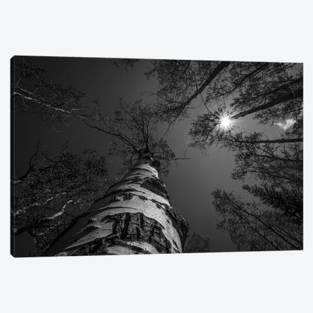Treetops In Black And White Canvas Print #CPH138} by Christopher Thomas Canvas Artwork