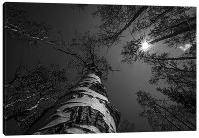 Treetops In Black And White Canvas Art Print - Christopher Thomas