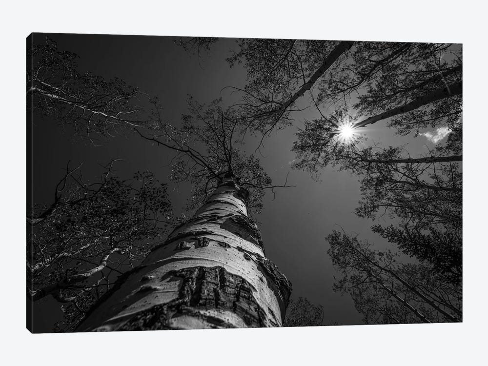 Treetops In Black And White by Christopher Thomas 1-piece Canvas Wall Art