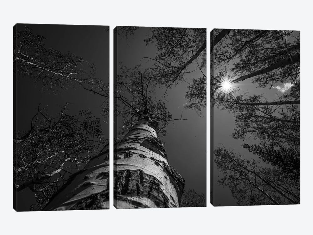 Treetops In Black And White by Christopher Thomas 3-piece Canvas Artwork