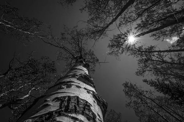 Treetops In Black And White