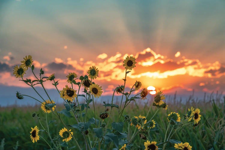 Agland Sunset