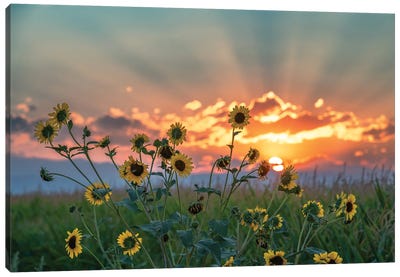 Agland Sunset Canvas Art Print - Christopher Thomas