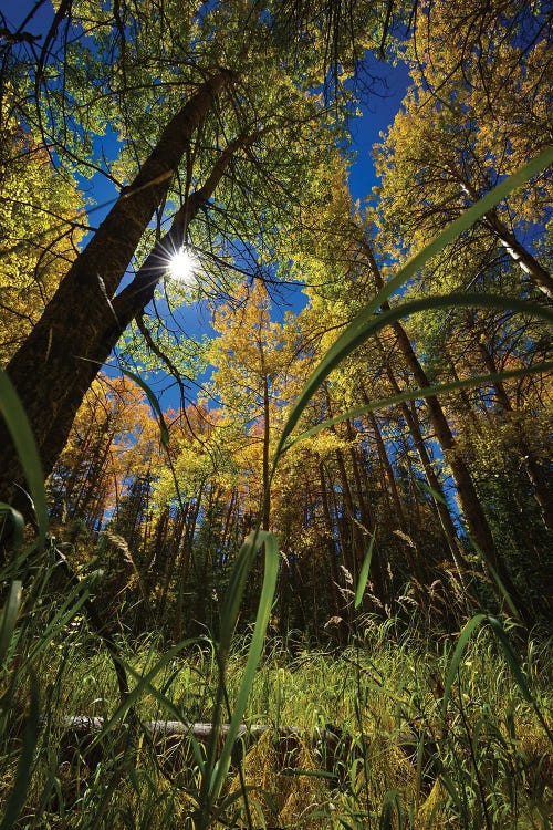 Autumn Forest Glow by Christopher Thomas wall art