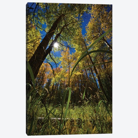 Autumn Forest Glow Canvas Print #CPH14} by Christopher Thomas Canvas Wall Art