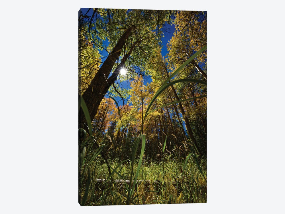 Autumn Forest Glow by Christopher Thomas 1-piece Canvas Art Print
