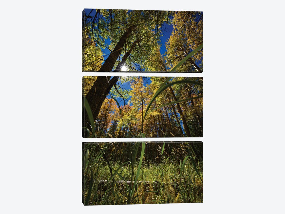 Autumn Forest Glow by Christopher Thomas 3-piece Art Print