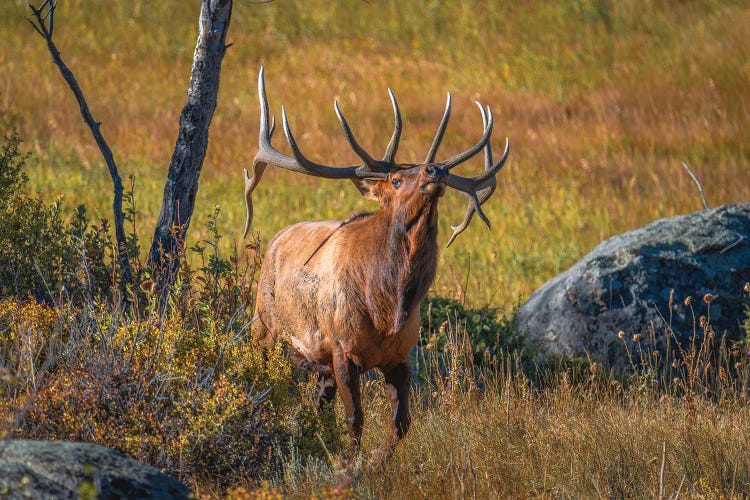King Of The Meadows by Christopher Thomas wall art
