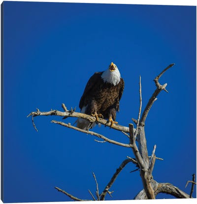 Bald Eagle Cries From The Skies Canvas Art Print - Eagle Art