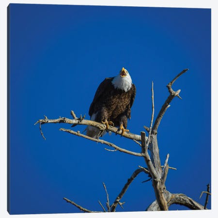 Bald Eagle Cries From The Skies Canvas Print #CPH16} by Christopher Thomas Canvas Wall Art
