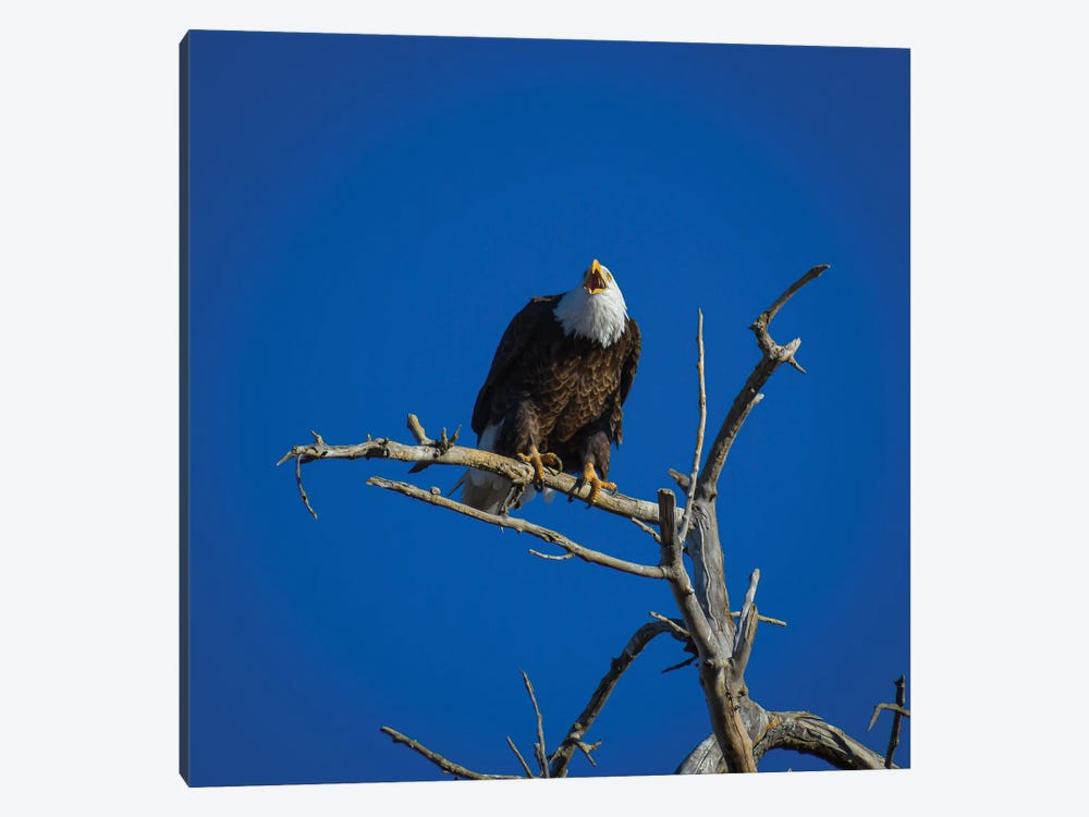 Bald Eagle Cries From The Skies by Christopher Thomas 1-piece Canvas Art Print