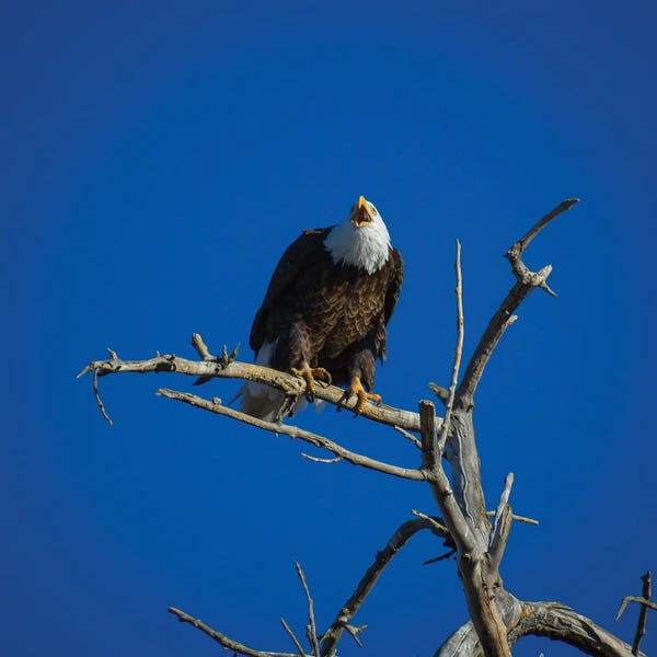 Eagles: Bald Eagle Cries From The Skies by Christopher Thomas