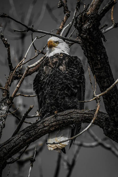 Bald Eagle's Survey