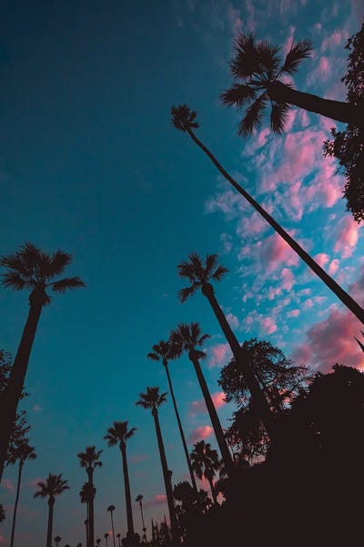 Palm Tree Cornucopia by Christopher Thomas metal wall art