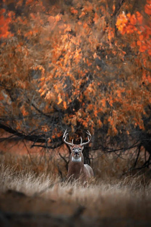 Big White-Tailed Buck by Christopher Thomas wall art