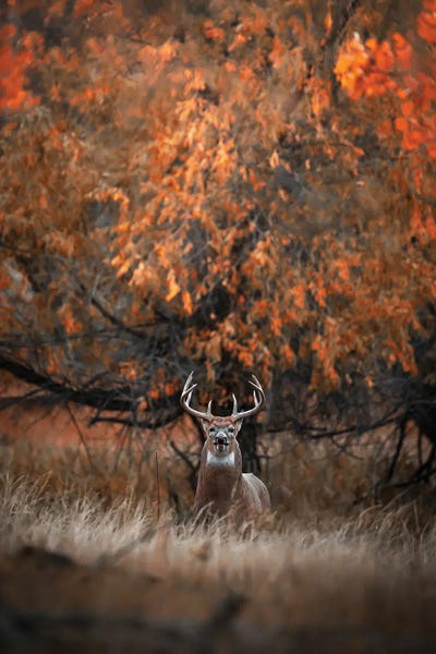Big White-Tailed Buck