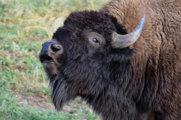 Bison & Buffaloes: Bison Portrait by Christopher Thomas