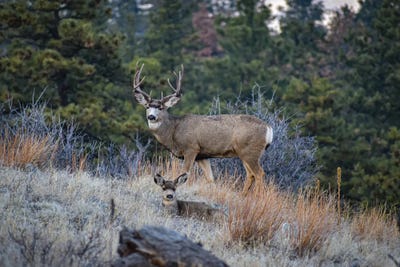 Bobcat Ridge Mule Deer by Christopher Thomas framed canvas print
