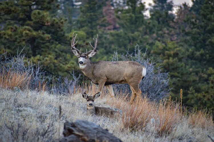 Bobcat Ridge Mule Deer by Christopher Thomas wall art