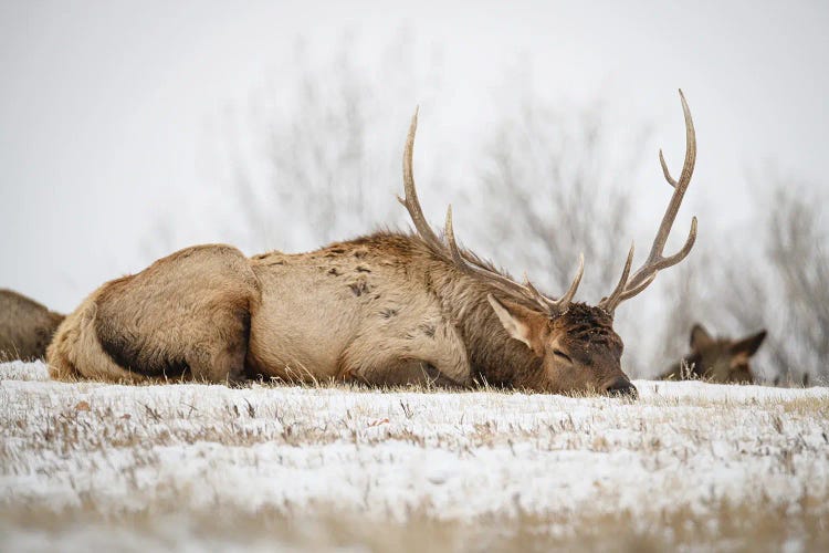 Sleeping Bull