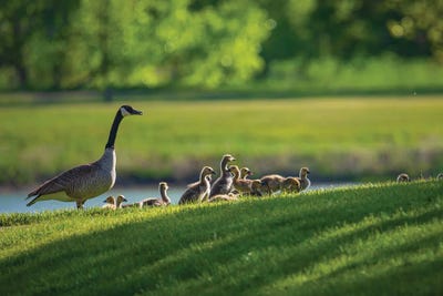 Canada Goose Family In Spring by Christopher Thomas art print