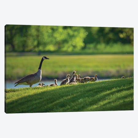 Canada Goose Family In Spring Canvas Print #CPH30} by Christopher Thomas Art Print